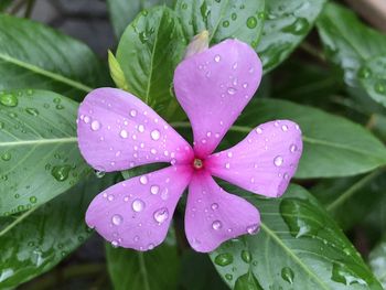 Close-up of water drops on leaves