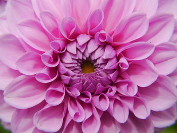 Close-up of dahlia blooming outdoors