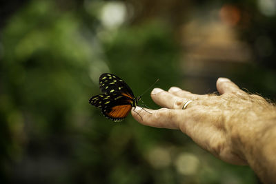 Close-up of butterfly on hand