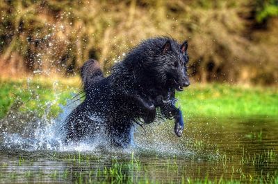 Full length of wet dog playing in water