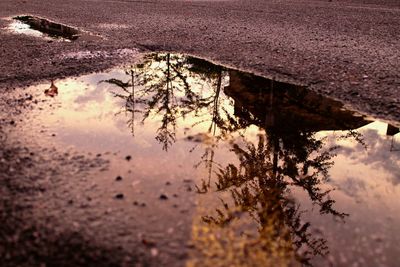 Reflection of tree in puddle on river