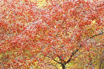 Full frame shot of red flowering plant
