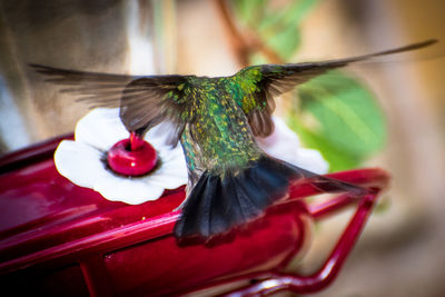 Close-up of a bird flying