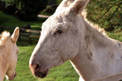 Donkey in a field