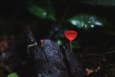 Close-up of red leaves on tree trunk in forest