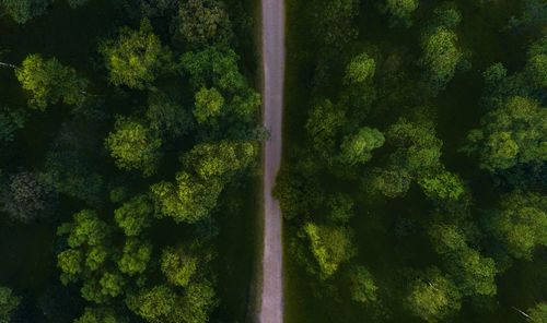 Directly above shot of road amidst trees