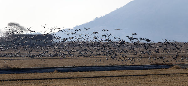 Birds flying over land