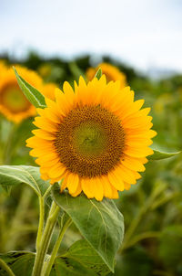 Close-up of sunflower blooming on field against sky
