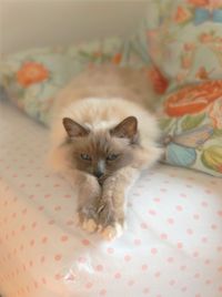 Portrait of cat relaxing on bed
