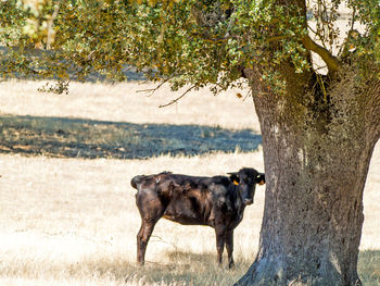 Horse standing on tree trunk