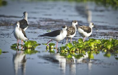 Birds in calm water