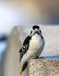 Close-up of bird perching on retaining wall