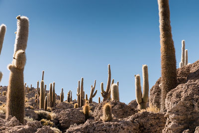 Cactus on landscape against clear blue sky at desert