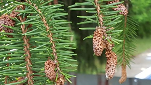 Close-up of pine tree branch