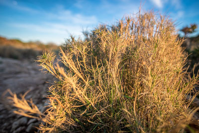 Close-up of plants on field against sky