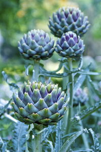 Close-up of purple flowers