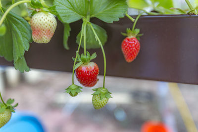 Close-up of strawberries growing on plant