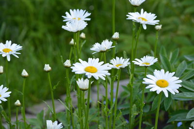 Close-up of white daisy flowers on field