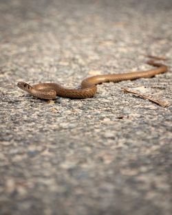 Close-up of lizard on street