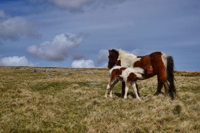 Side view of horses standing on grass against clear sky