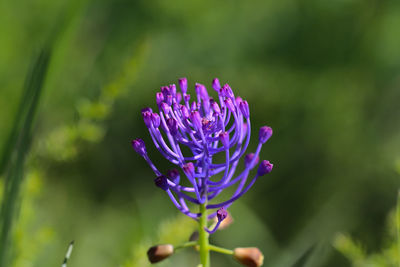 Close-up of purple flowering plant