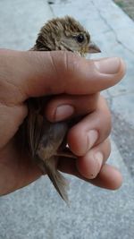 Close-up of hand holding bird