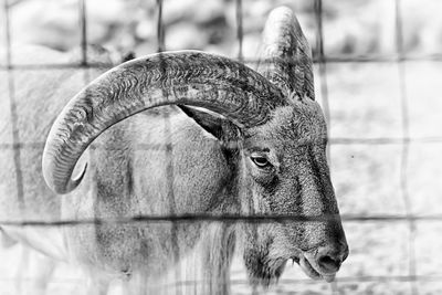 Close-up of a horse