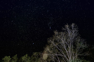 Low angle view of tree against sky at night