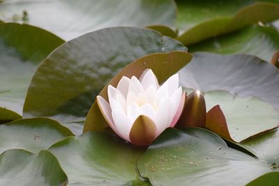 Close-up of lotus water lily in pond