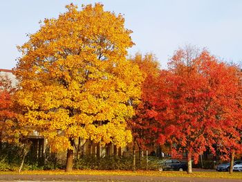 Trees and yellow flowers on field during autumn