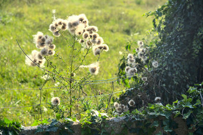 View of plants on land