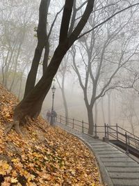 Bare trees in park during autumn