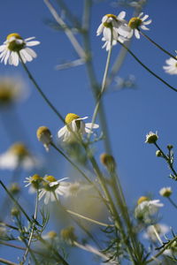 Close-up of white flowering plant against sky