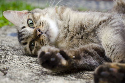 Close-up portrait of cat lying down