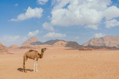 A lone camel standing in the wadi rum desert during midday in jordan. 