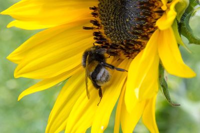 Bee pollinating on sunflower