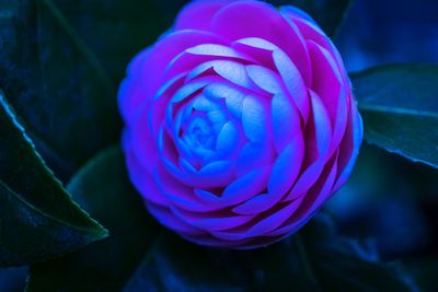 Close-up of purple rose flower