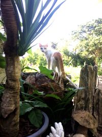 Cat sitting on tree