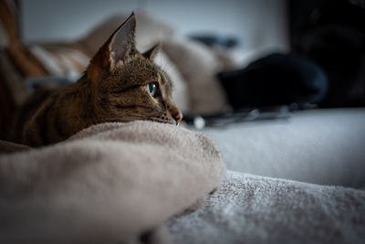 Close-up of cat lying on bed