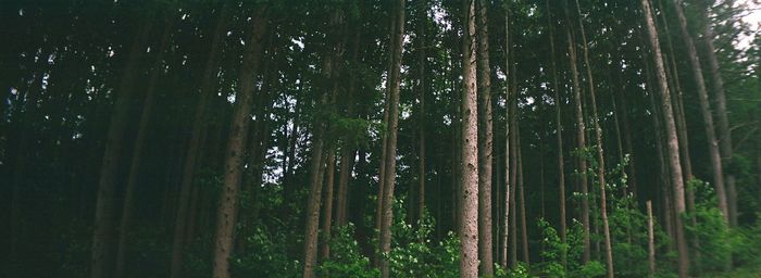 Low angle view of trees in forest