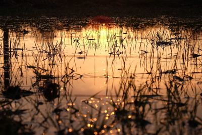 Reflection of plants in lake at night