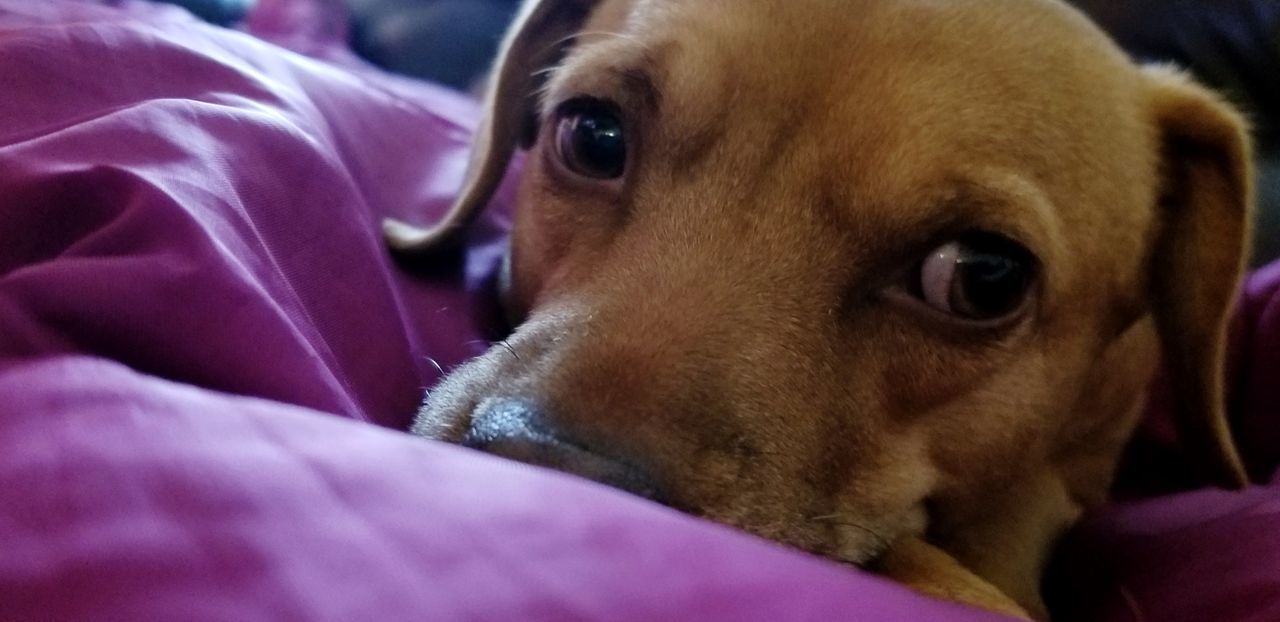 CLOSE-UP PORTRAIT OF DOG ON BED