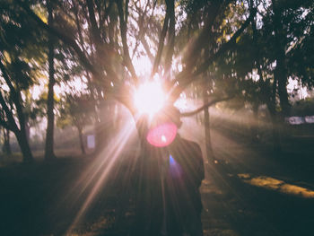 Sunlight streaming through trees in forest