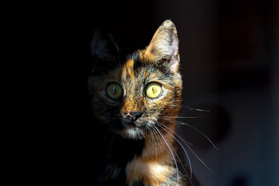 Close-up portrait of a cat