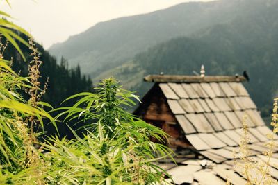 Plants and trees against mountain range