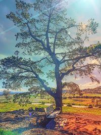Trees on landscape against sky