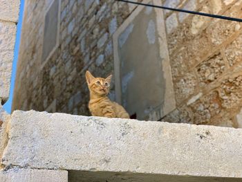 Cat sitting on wall