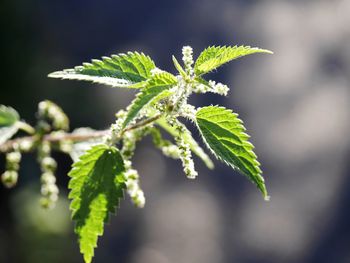 Close-up of leaves