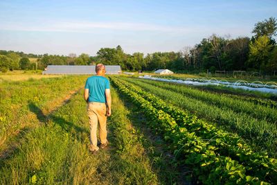 Farmer inspects vegetable rows of organic farm garden with greenhouse