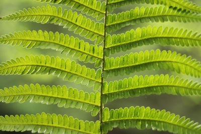 Full frame shot of green fern leaves